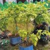 Satgas Yonif 123/Rajawali Kembangkan Hanpangan di Pos Korowai, Hasil Panen untuk Masyarakat