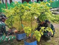 Satgas Yonif 123/Rajawali Kembangkan Hanpangan di Pos Korowai, Hasil Panen untuk Masyarakat