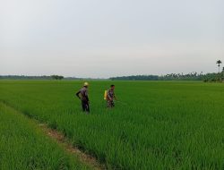 Sinyal Bahaya di Ladang Cot Girek, Babinsa Bawa ‘Penangkal’ Hama Padi!