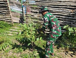 Satgas Yonif 123/RJW Kembangkan Hanpangan di Pos Kimaam, Hasil Panen Disiapkan untuk Masyarakat