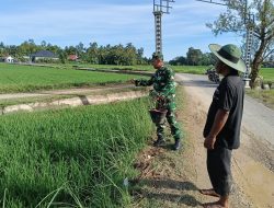 Sinergi Tni-rakyat, Babinsa Turun Ke Sawah Bantu Pemupukan Padi