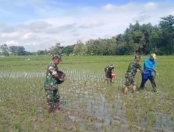 Babinsa Gesi Kawal Pemupukan Perdana, Dorong Produktivitas Padi Sejak Awal Tanam