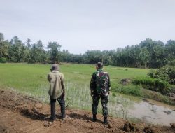 Di Tanah Serambi, Babinsa dan Petani Menjaga Asa dari Hamparan Sawah
