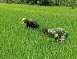 Babinsa Turun ke Sawah, Gulma Dibersihkan agar Padi Tumbuh Maksimal