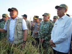 Wujudkan Swasembada Mutlak, Pangdam II/Swj dan Gubernur Sumsel Gelar Panen Raya Massal Guna Perkuat Ketahanan Pangan Nasional