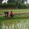 Dari Pematang Sawah, Babinsa dan Petani Bahas Pertumbuhan Padi
