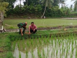 Dari Pematang Sawah, Babinsa dan Petani Bahas Pertumbuhan Padi