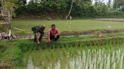Dari Pematang Sawah, Babinsa dan Petani Bahas Pertumbuhan Padi
