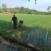 Babinsa dan Petani Cek Sawah Bersama, Jaga Padi Tetap Tumbuh Sehat