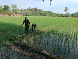 Babinsa dan Petani Cek Sawah Bersama, Jaga Padi Tetap Tumbuh Sehat