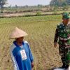 Babinsa Potronayan Semangati Petani Hadapi Musim Kemarau, Optimistis Panen MT III Berlimpah dan Harga Gabah Menguntungkan