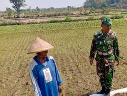 Babinsa Potronayan Semangati Petani Hadapi Musim Kemarau, Optimistis Panen MT III Berlimpah dan Harga Gabah Menguntungkan