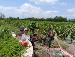 Dukung Ketahanan Pangan, Serka Anton Ady Gelar Komsos Persiapan Panen Jagung Bersama Poktan Rahayu