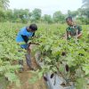 Babinsa Masuk ke Kebun Terong, Ternyata Ini yang Sedang Diburunya