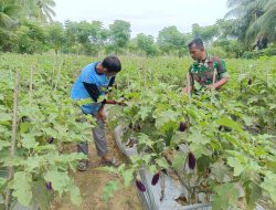 Babinsa Masuk ke Kebun Terong, Ternyata Ini yang Sedang Diburunya