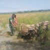 Babinsa Paya Bakong Tak Ragu Turun ke Sawah, Dampingi Petani Olah Lahan
