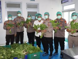 Polda Metro Jaya Panen 82 Kilogram Pakcoy untuk Dukung Program Makan Bergizi Gratis