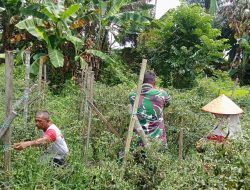 Merahnya Cabai, Cerahnya Harapan! Babinsa Turun Langsung Dampingi Panen Petani Langkahan