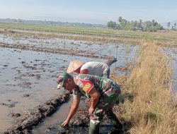 Lumpur Tak Jadi Halangan, Aksi Babinsa di Sawah Tuai Apresiasi Petani