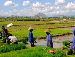 Di Balik Benih Padi, Ada Semangat Babinsa dan Petani Menjaga Ketahanan Pangan