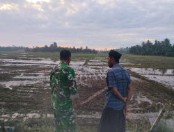 Melihat Kondisi Sawah di Awal Musim Tanam, Babinsa Datang Menemui Petani