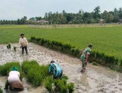 Bantu Petani Cabut dan Pindahkan Bibit Padi, Babinsa Koramil 07/MRM Turun Langsung ke Sawah
