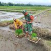 Dukung Ketahanan Pangan, Babinsa Koramil Doko Dampingi Petani Tanam Padi di Desa Plumbagan