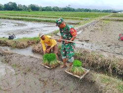 Dukung Ketahanan Pangan, Babinsa Koramil Doko Dampingi Petani Tanam Padi di Desa Plumbagan