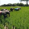 Babinsa Jurangjero Ikut Turun ke Sawah, Petani: TNI Selalu Ada di Tengah Kami