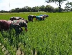 Babinsa Jurangjero Ikut Turun ke Sawah, Petani: TNI Selalu Ada di Tengah Kami