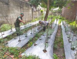 Ada Apa di Tengah Kebun Cabai? Babinsa Ternyata Sedang Dampingi Petani