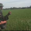Sambil Pegang Ember Pupuk, Babinsa Turun Langsung Rawat Padi di Cot Mambong