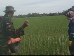 Sambil Pegang Ember Pupuk, Babinsa Turun Langsung Rawat Padi di Cot Mambong