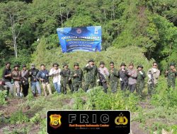 Kado Kemerdekaan, BNNP Aceh Musnahkan 30 Ribu Batang Ganja di Lahan Seluas 12 Hektare