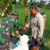Babinsa Jenar Dampingi Petani, Arahkan Pemupukan Padi agar Lebih Optimal