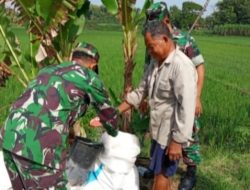 Babinsa Jenar Dampingi Petani, Arahkan Pemupukan Padi agar Lebih Optimal