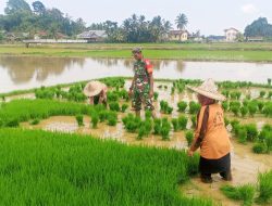 Bibit Padi Dipikul, Obrolan Mengalir Di Tengah Sawah Meuje Payong