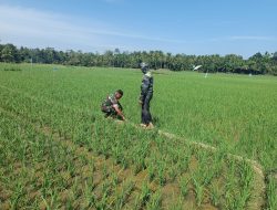 Pantau Pertumbuhan Padi, Babinsa Nisam Antisipasi Hama di Cot Leupee