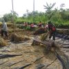 Wujudkan Swasembada Pangan, Babinsa Koramil 0808/11 Binangun Dampingi Petani Panen Padi Di Desa Sambigede