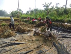 Wujudkan Swasembada Pangan, Babinsa Koramil 0808/11 Binangun Dampingi Petani Panen Padi Di Desa Sambigede