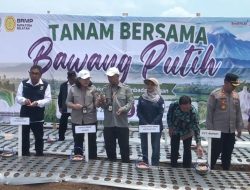 AKSELERASI SWASEMBADA PANGAN: KEPALA PUSAT BRMP DR. INTI PERTIWI NASHWARI HADIRI TANAM PERDANA BENIH SUMBER BAWANG PUTIH DI MUARA ENIM