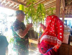 Babinsa Blumbang Hadirkan Cara Unik Rayakan HUT Warga, Sedekah Pohon untuk Lingkungan dan Kebersamaan