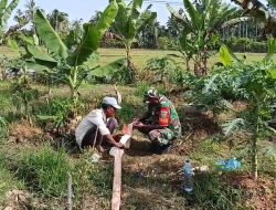 Kodim 0103/Aceh Utara Perkuat Ketahanan Pangan, Babinsa Pendampingan Budidaya Pepaya Madu