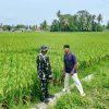 Dukung Ketahanan Pangan, Babinsa Kodim 0103/Aceh Utara Dampingi Petani Atasi Hama Padi
