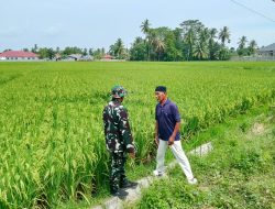 Dukung Ketahanan Pangan, Babinsa Kodim 0103/Aceh Utara Dampingi Petani Atasi Hama Padi