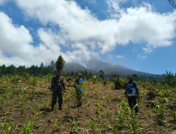 Siaga Karhutla! Koramil 0825/21 Kalipuro dan Perhutani Sisiri Hutan Lindung Petak 1-D3 Kalipuro