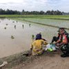 Perkuat Ketahanan Pangan, Babinsa Silaturahmi dan Dampingi Ibu-Ibu Petani Tanam Padi