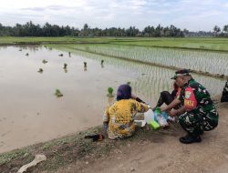 Perkuat Ketahanan Pangan, Babinsa Silaturahmi dan Dampingi Ibu-Ibu Petani Tanam Padi