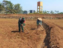 Dukung Ketahanan Pangan Nasional, Babinsa Selorejo Dampingi Petani Siapkan Lahan Tanam Jagung di Desa Boro