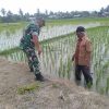 Langkah Nyata Babinsa Dewantara Dampingi Petani Cek Hama Padi Demi Sukseskan Ketahanan Pangan